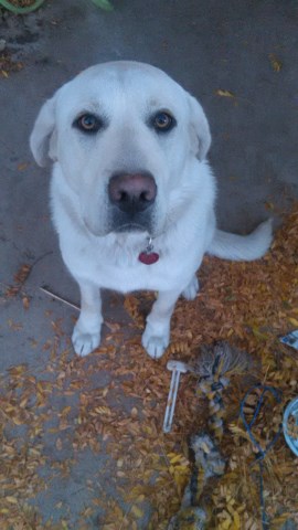 Lab/Great Pyrenees