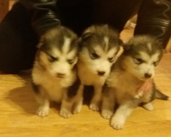 Malamute pups - available soon
