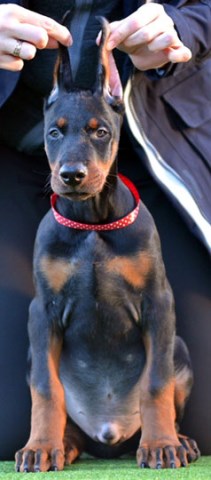 Doberman Pinscher puppy for sale + 50930