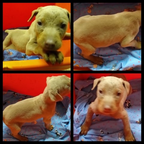 Doberman puppies