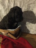 F1 Double Doodle Labradoodle for sale/adoption