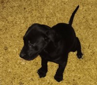 AKC Lab Puppies- ready now, price reduced Labrador Retriever for sale/adoption