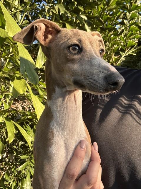 Italian Greyhound puppy for sale + 67269
