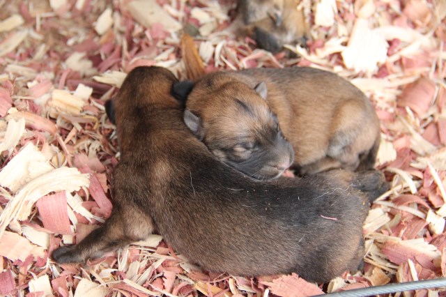 Malinois puppy for sale + 54184