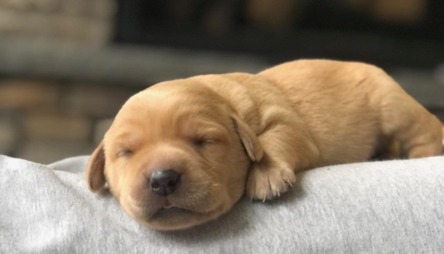 Labrador Retriever puppy for sale + 63380