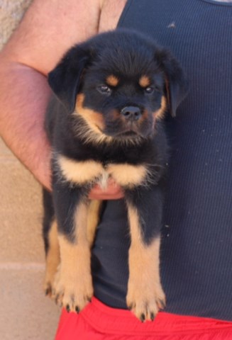 Rottweiler puppy for sale + 52666