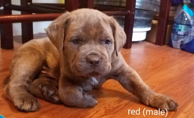 Cane Corso puppy for sale + 58105