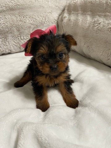 Available Yorkshire Terrier puppies