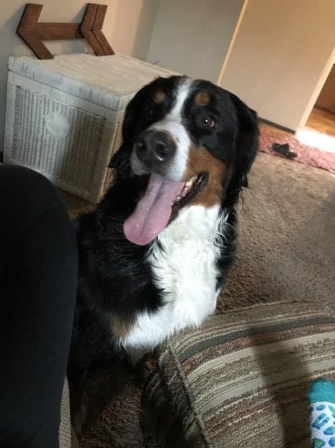 Bernese Mountain Dog