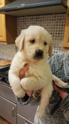 Beautiful Kc Registered Golden Retriever Puppies