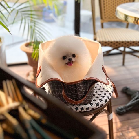Adorable Female Pomeranian Puppy