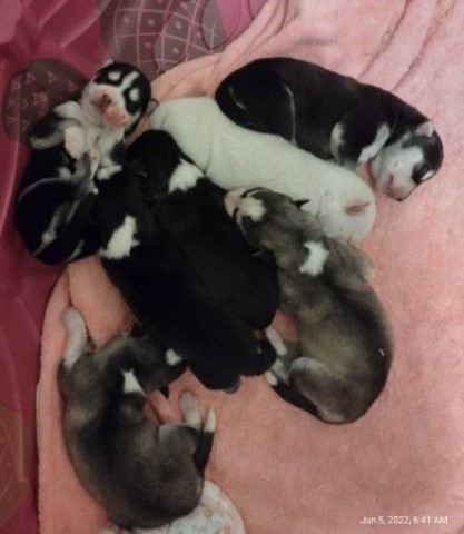 Huskies Puppies Oswego Illinois