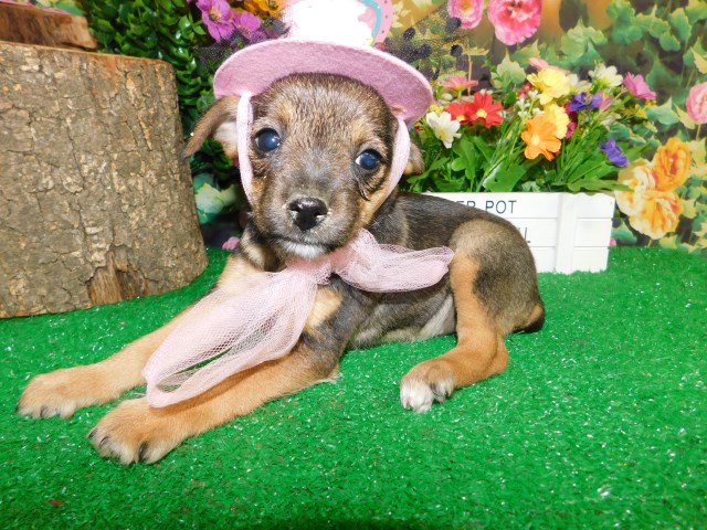 Jack Russell Terrier puppy for sale + 66547