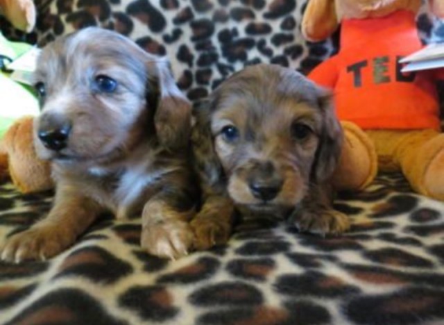 Upcoming Puppies- Gorgeous Miniature Dachshund Puppies-