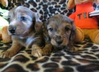 Upcoming Puppies- Gorgeous Miniature Dachshund Puppies- Dachshund for sale/adoption