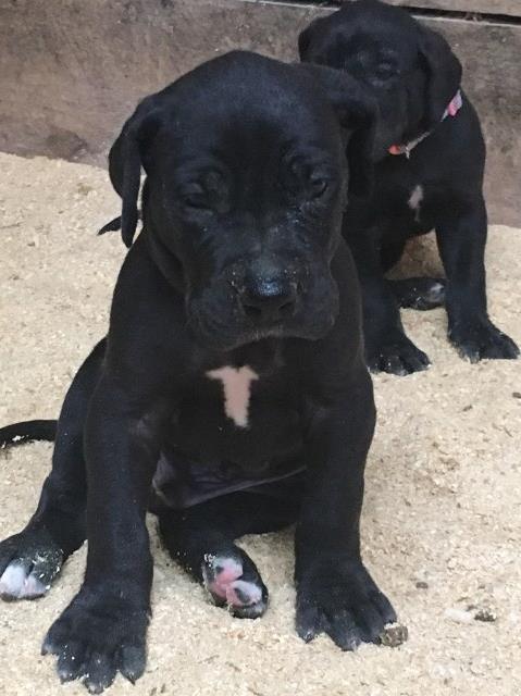 Great Dane puppy for sale + 49641