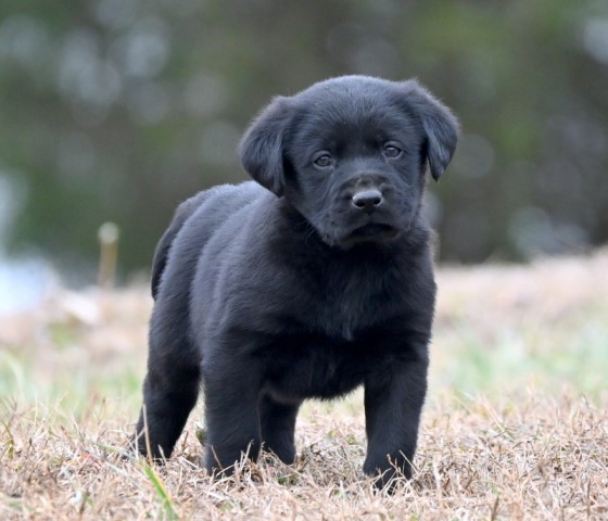 AKC Black & Chocolate Labrador Retriever Puppies for Sale