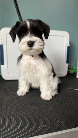 Miniature Schnauzers - Ready Now