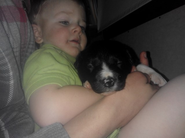 Pure Bred Border Collie puppies for sale m/f