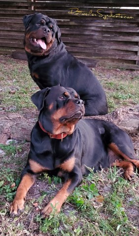 Rottweiler puppy for sale + 66661