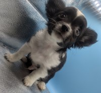 Panda Medium Coat Chihuahua Chihuahua for sale/adoption