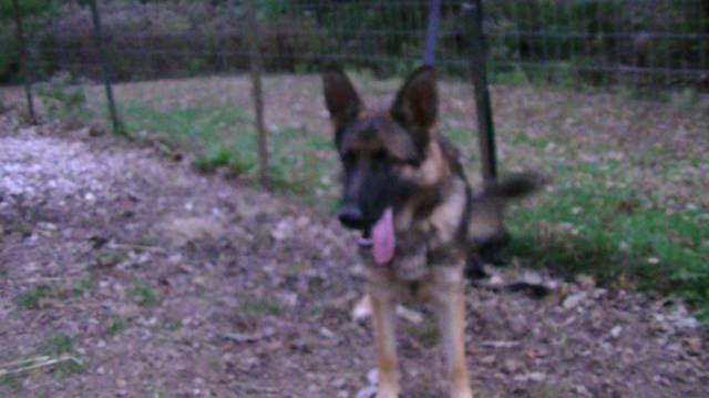 1 yr old, large, sable female German Shepherd