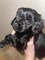 Miniature Schnauzers Miniature Schnauzer for sale/adoption