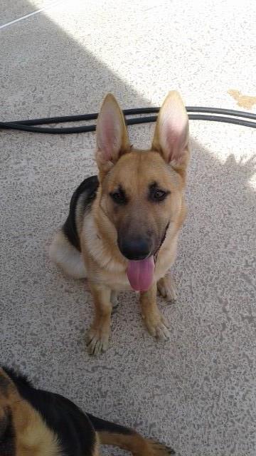 german shepherd puppy