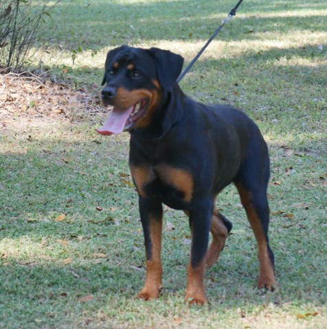 Rottweiler young female 100% German line