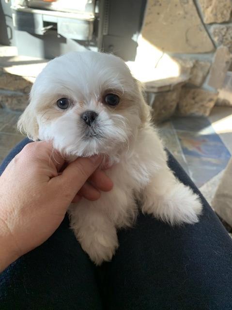 Shih Tzu puppy for sale + 58908