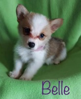 Pure Bred Corgis Pembroke Welsh Corgi for sale/adoption