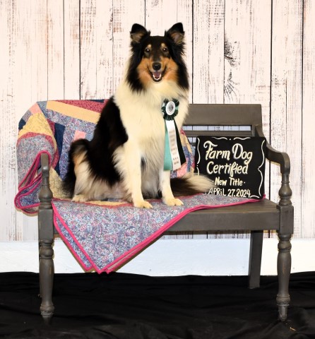 Collie puppy for sale + 66413