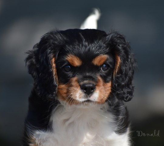 New litter of Cavaliers available!