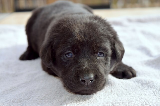 Labrador Retriever puppy for sale + 59633