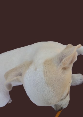 Chihuahua puppy for sale + 67044