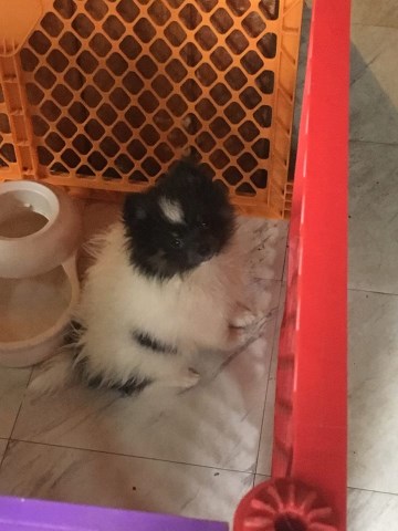 Pomeranian puppy for sale + 53027