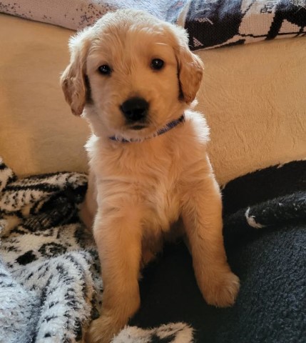 Chester, the Auburn Tan Goldendoodle  ****SALE**** Oct. 14 - 16, 2022 ONLY  ($400.00 OFF)