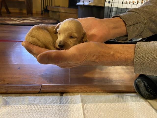 AKC Miniature Dacshund Puppies