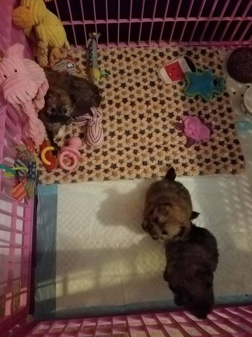 Yorkshire Terrier puppy for sale + 50993