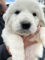Great Pyrenees pups needing furever homes Great Pyrenees for sale/adoption