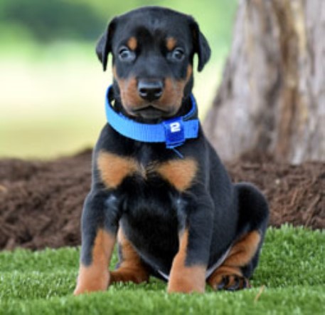 Doberman puppies for sale