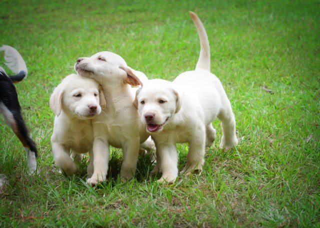 Labrador Retriever puppy for sale + 50002