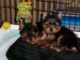 Yorkshire Terrier puppy for sale + 55815