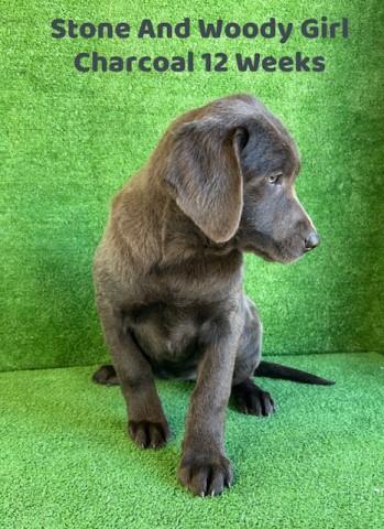 Labrador Retriever puppy for sale + 64002