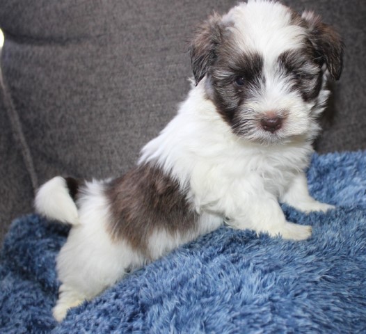 Ollie - Havanese purebred AKC