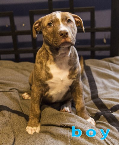 American Pit Bull Terrier puppy for sale + 51460