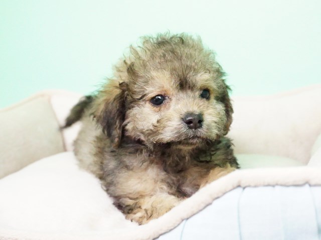 Shih Poo puppy for sale + 54656