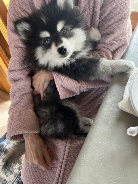 Pomsky puppy for sale + 64105