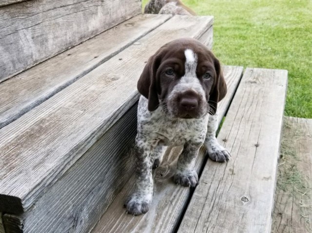 German Shorthaired Pointer puppy for sale + 58114