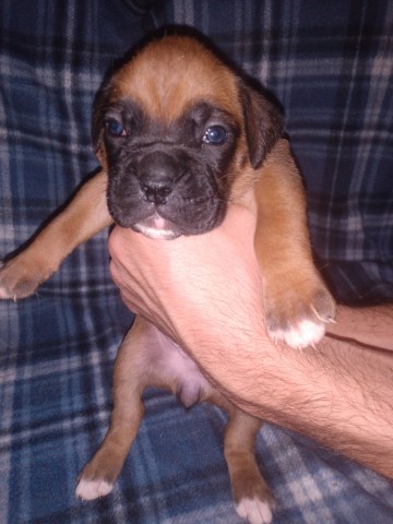 Fawn female boxer European